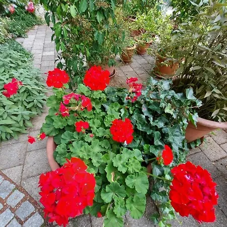 Goldenes Kreuz Отель 3*