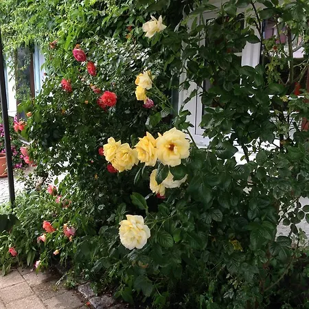 Goldenes Kreuz מלון 3*