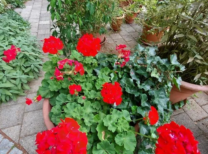 Goldenes Kreuz Hotel 3*